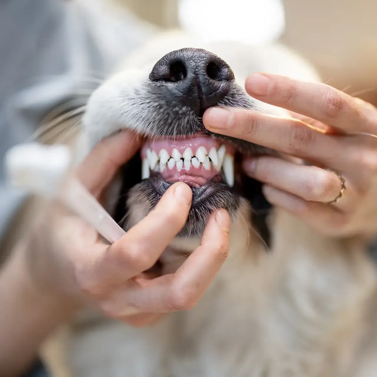 Dalblair Vets Dentistry