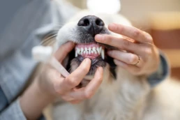 Dalblair Vets Dentistry