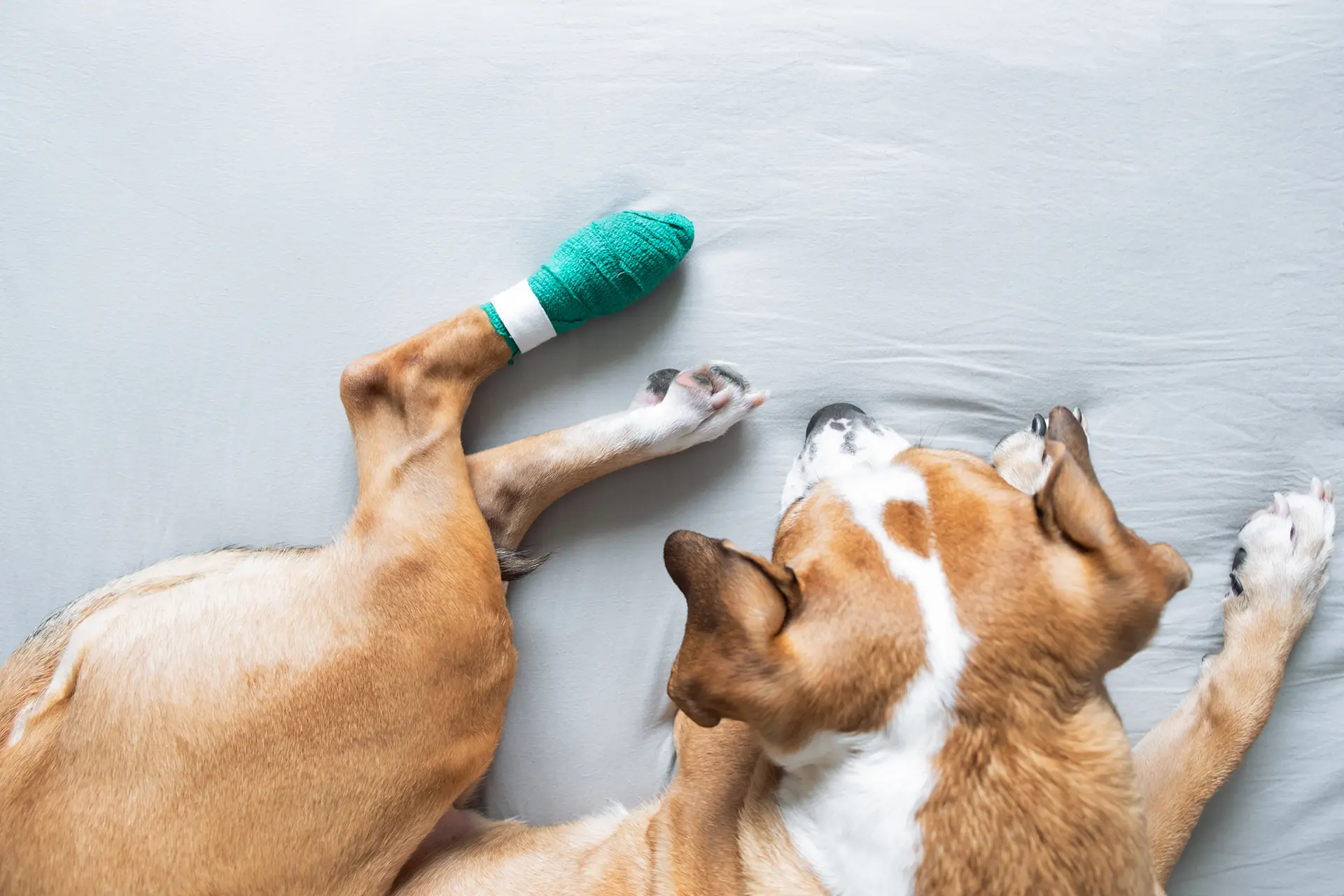 Dalblair Vets Orthopaedic Soft Tissue Service