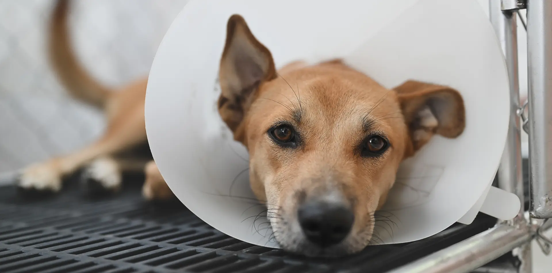 dalblair vets neutering