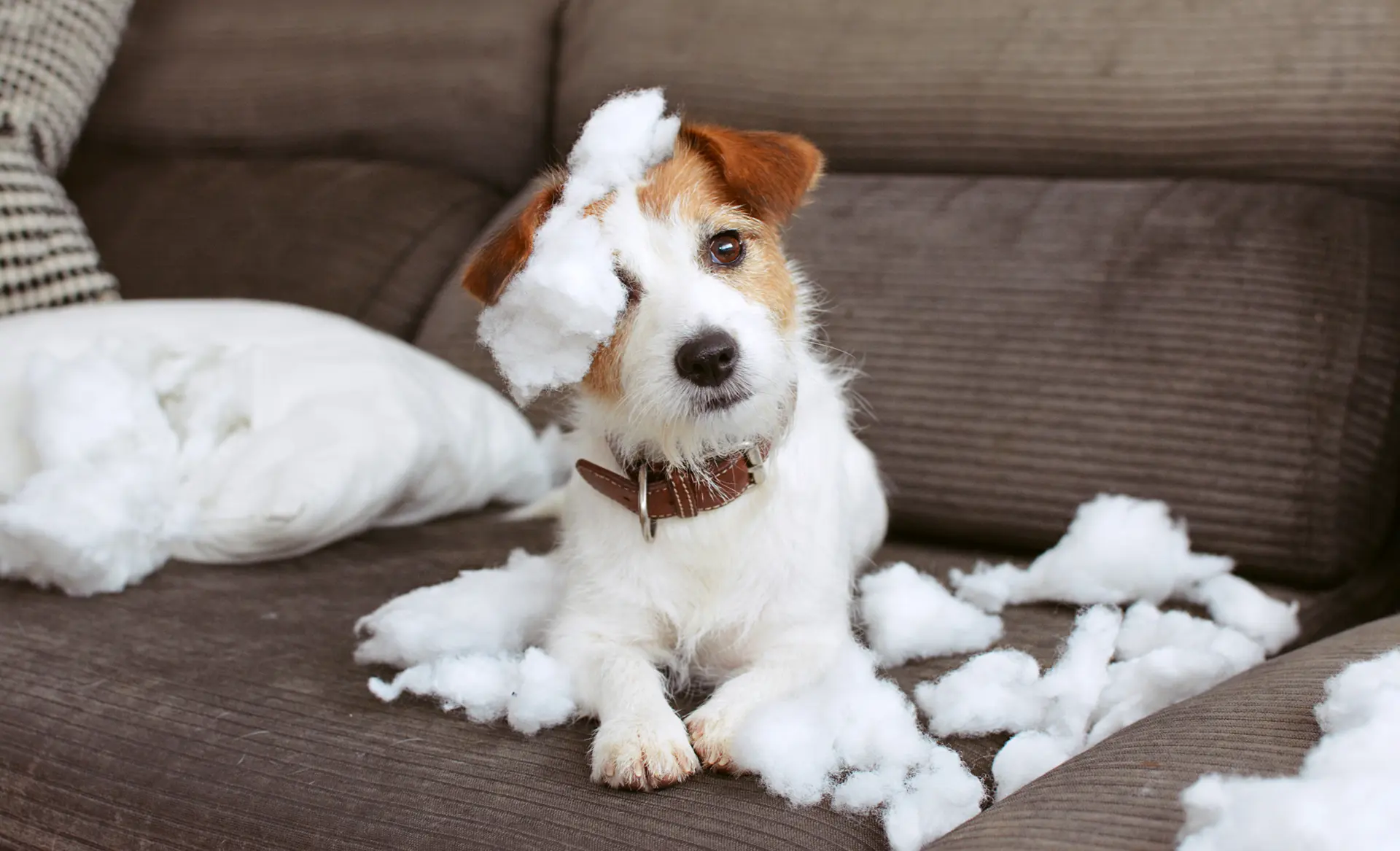 dog behaviour clinics