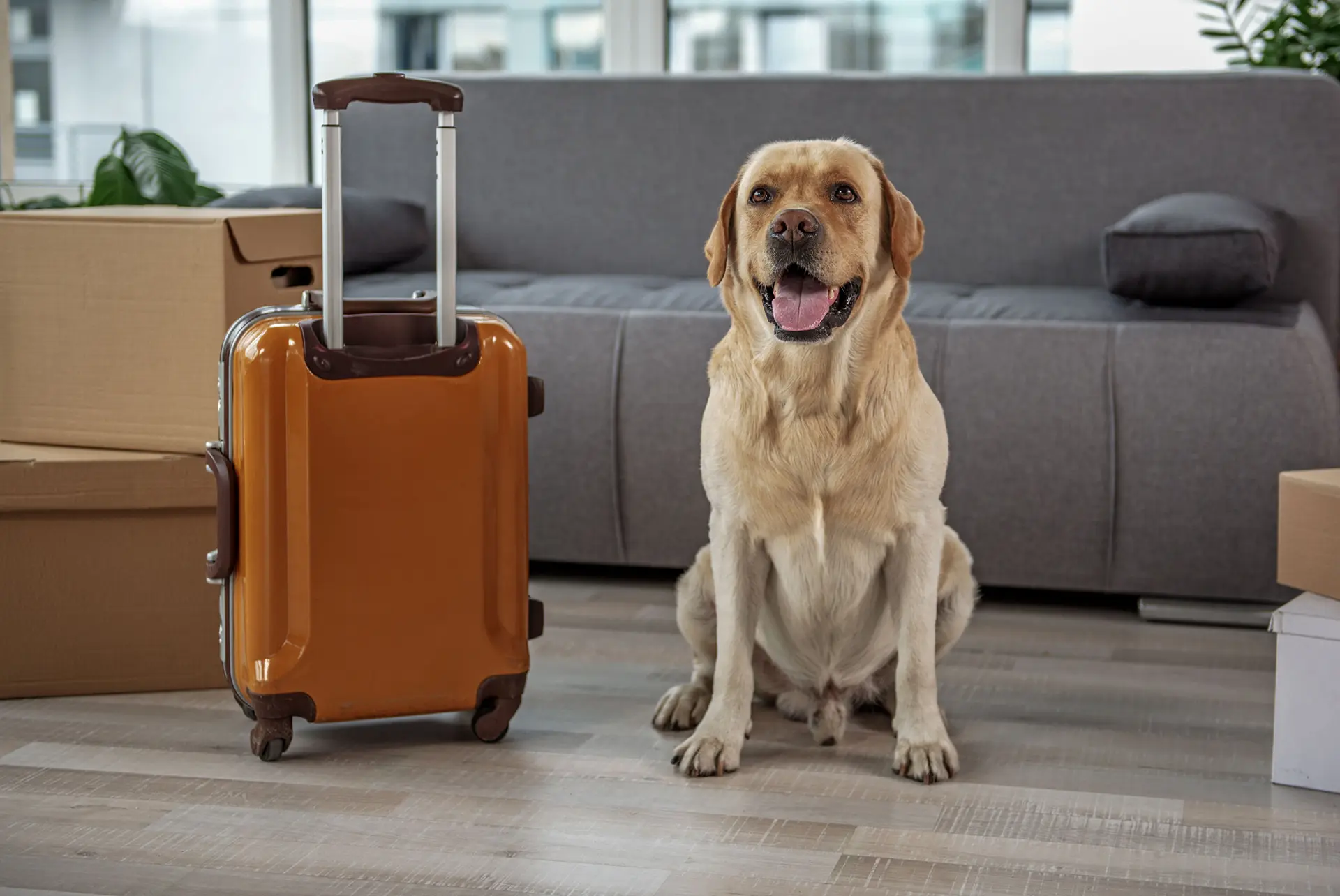 pet travel